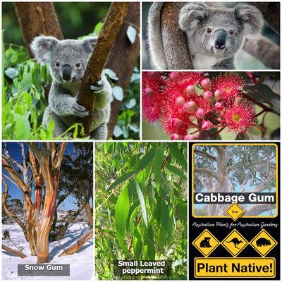 Koala Food Collection with ornamental gum nuts